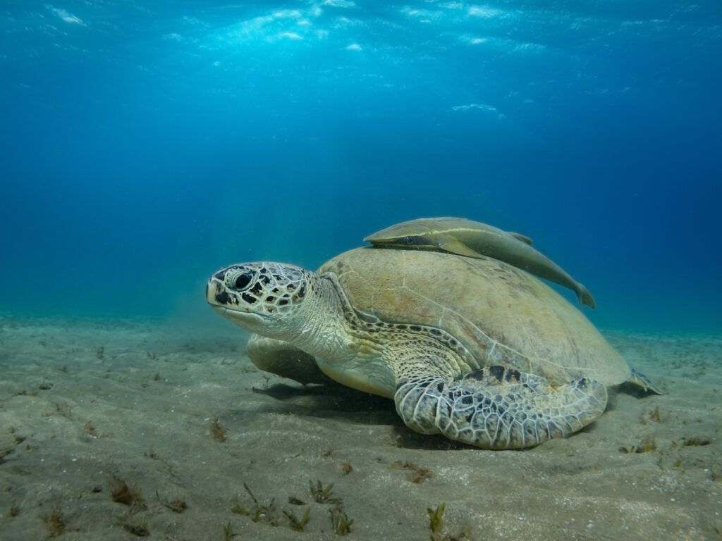 things to do in paphos turtle diving
